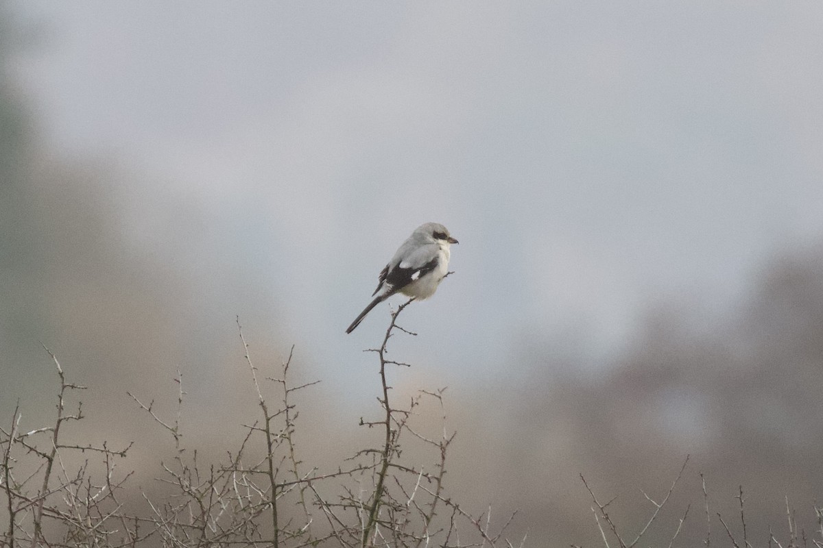 西方灰伯勞 - ML645900547