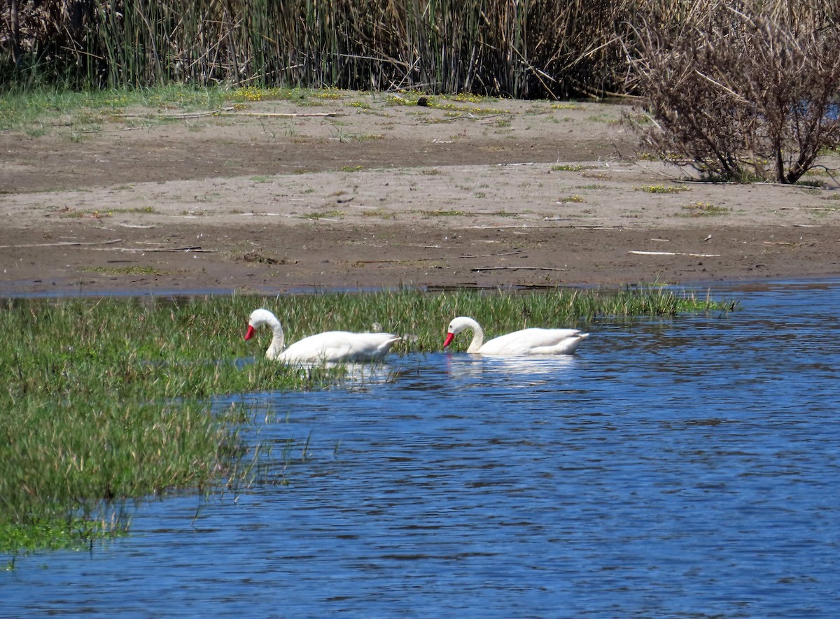 Coscoroba Swan - ML645900550