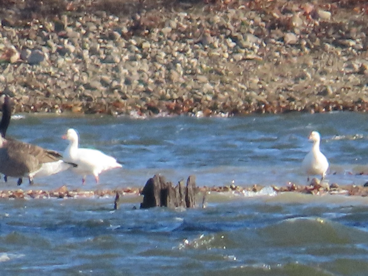 Ross's Goose - ML645900554