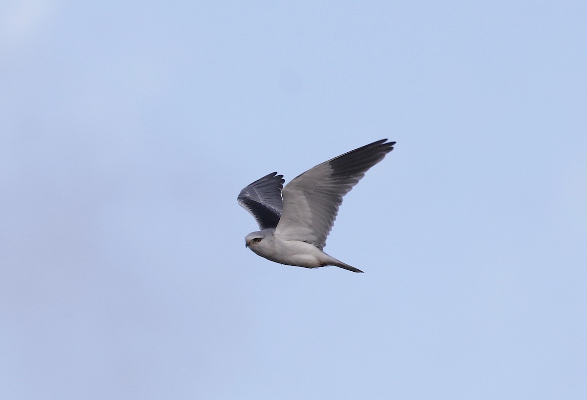Black-winged Kite - ML645900559