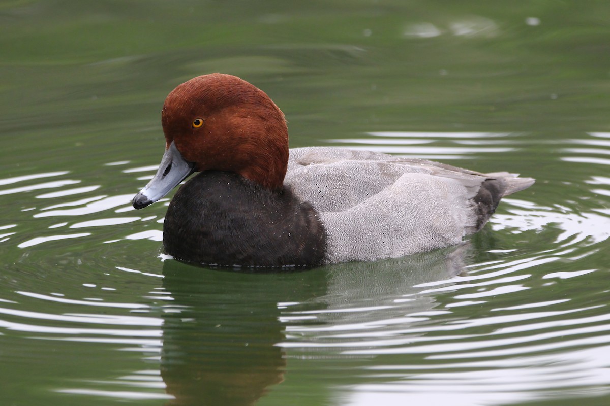 Redhead - ML645900561