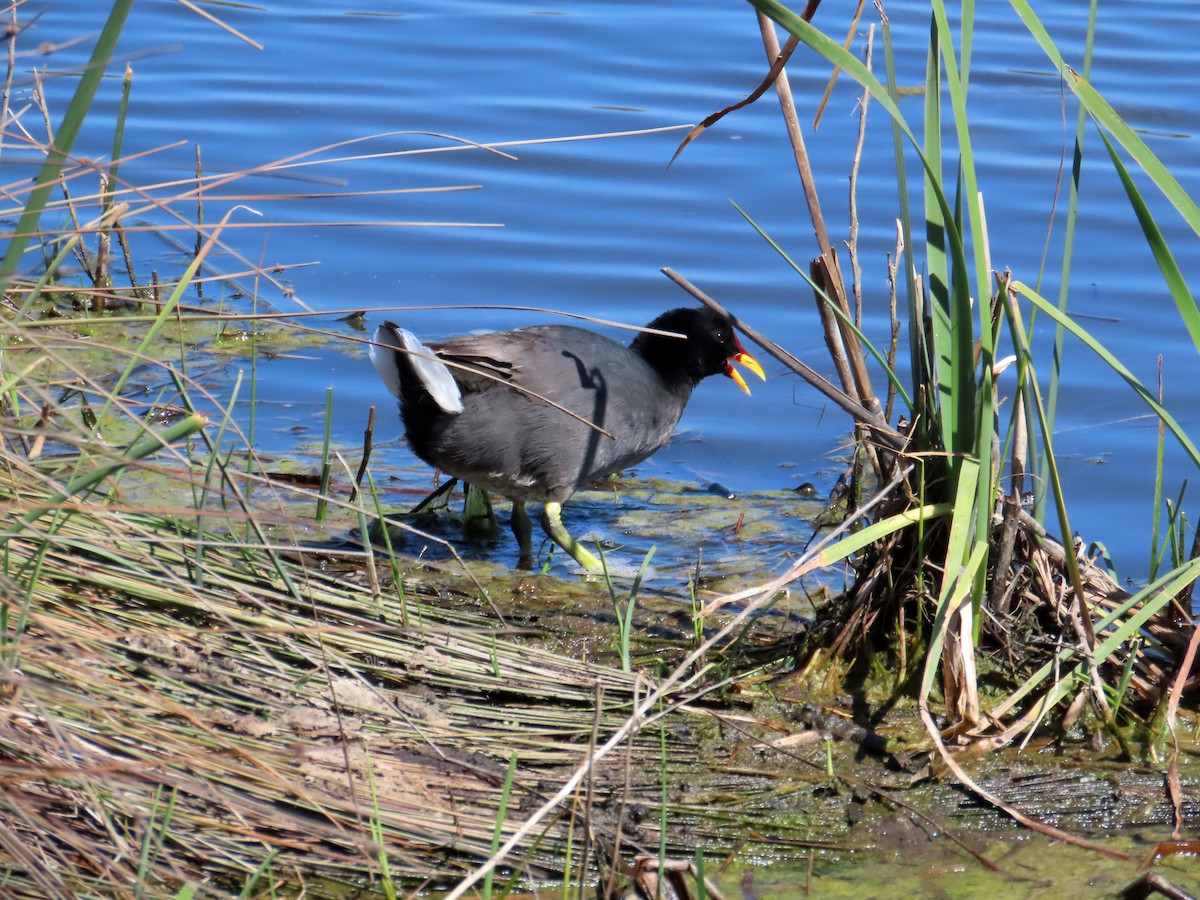 Red-fronted Coot - ML645900562