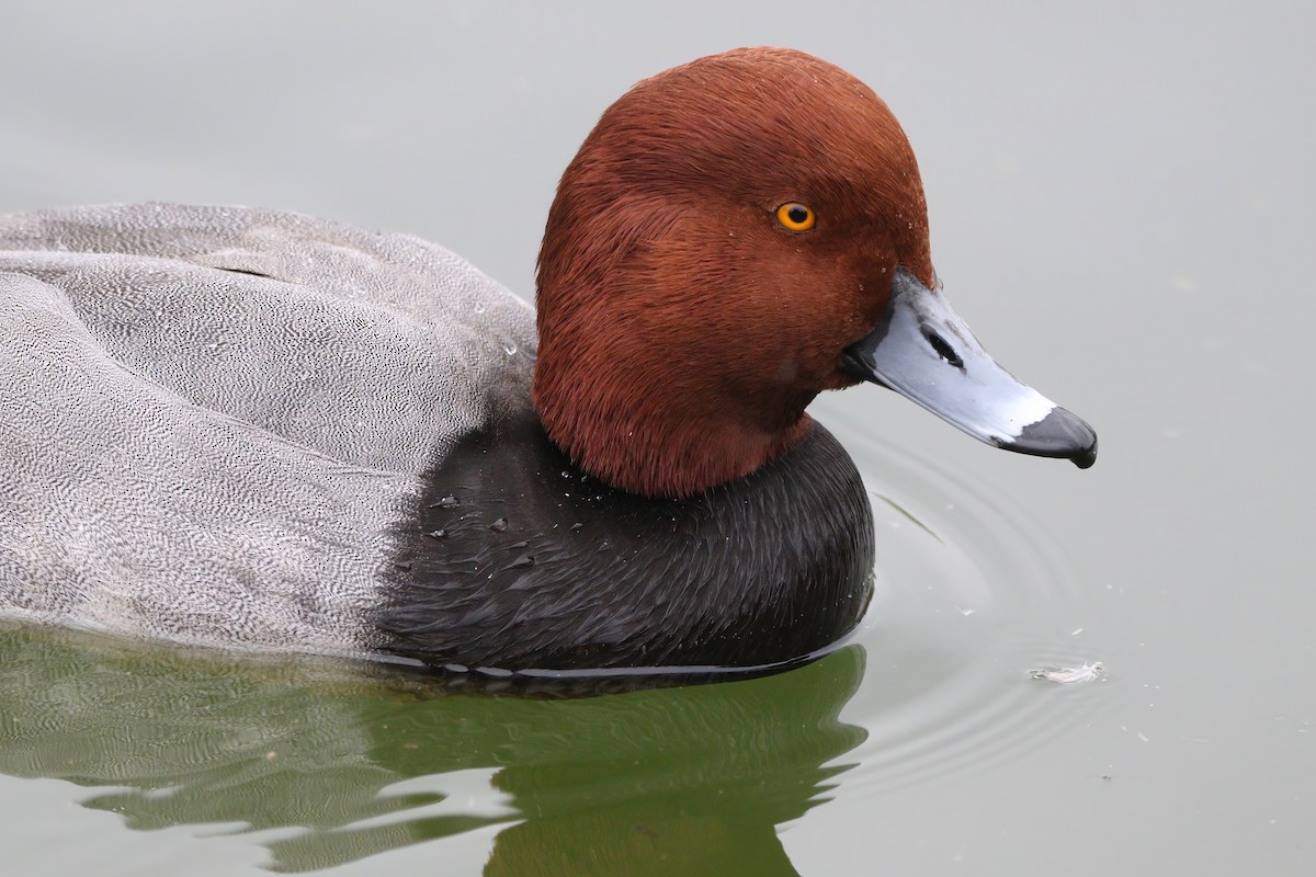 Redhead - ML645900564