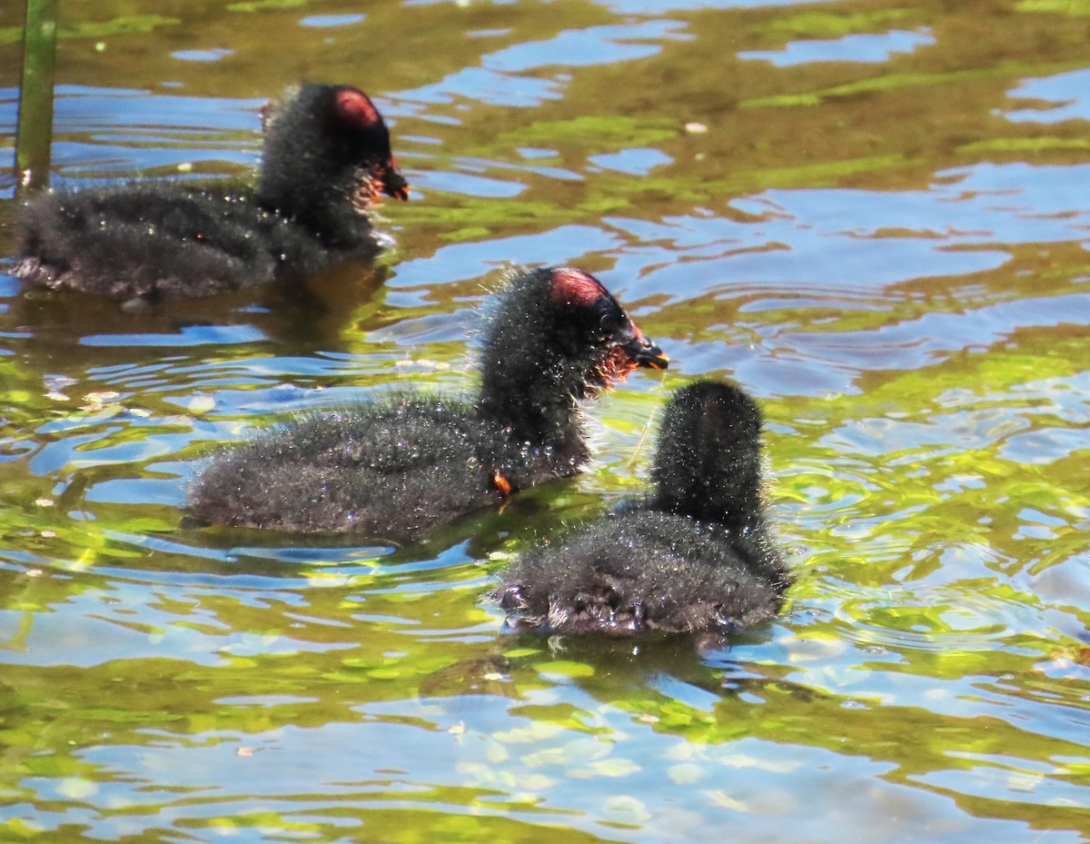 Red-gartered Coot - ML645900565