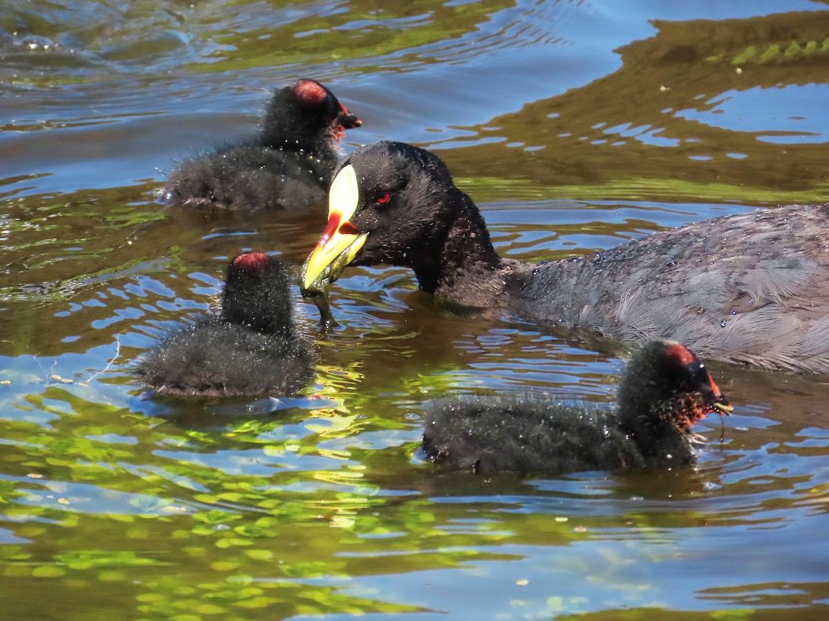 Red-gartered Coot - ML645900566