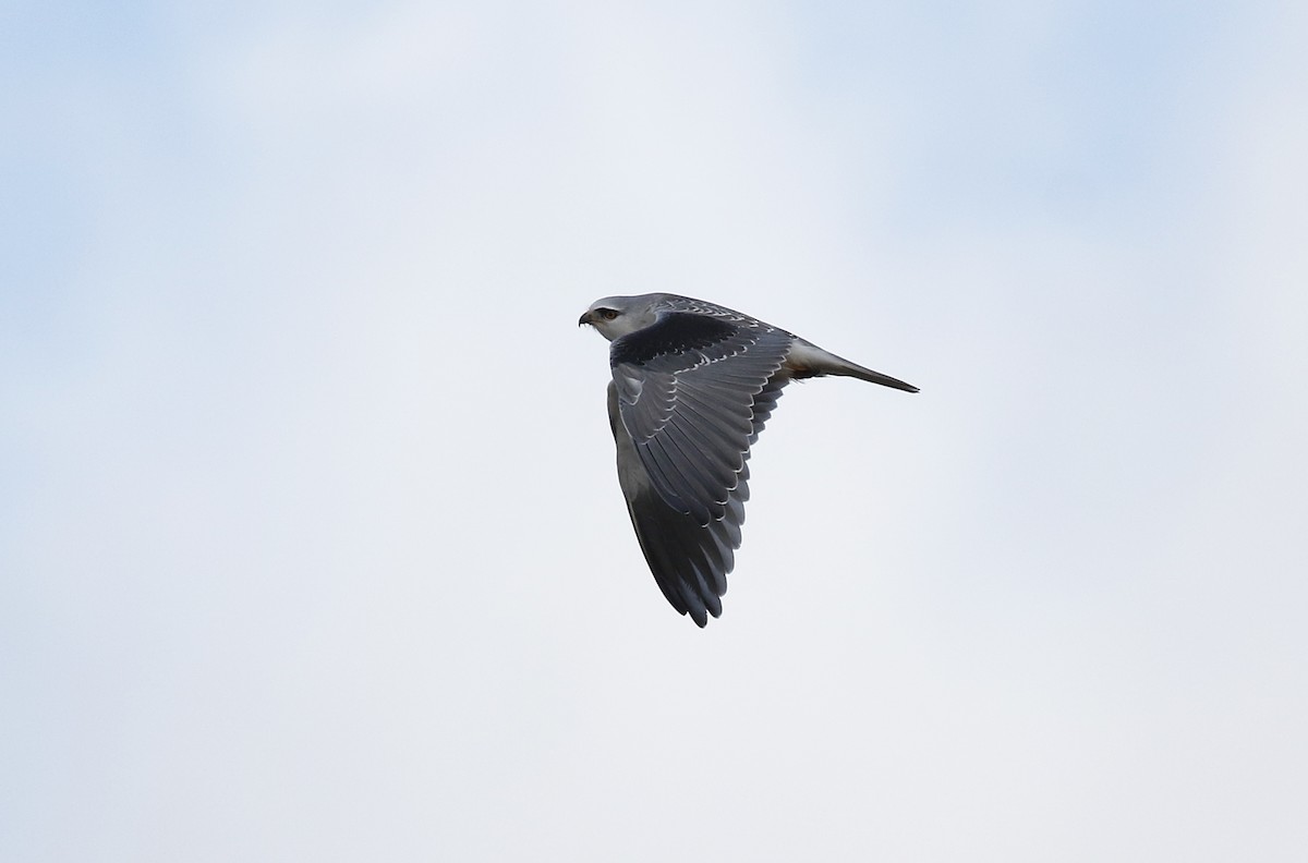 Black-winged Kite - ML645900568