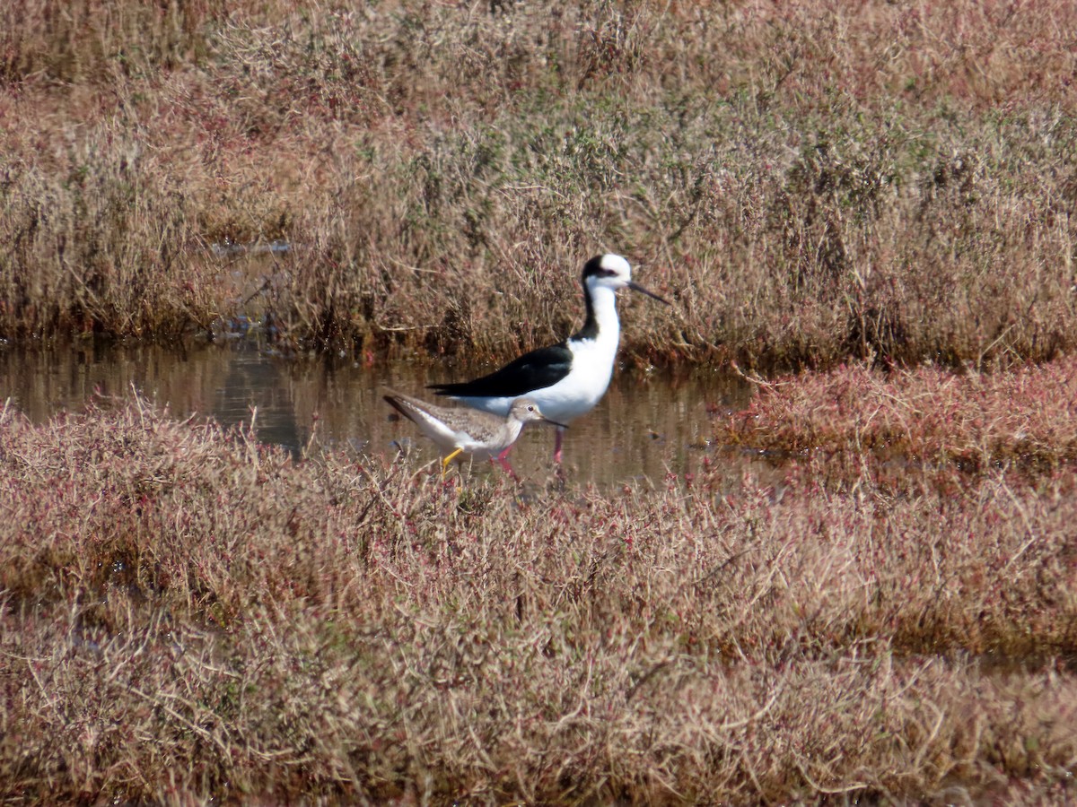Lesser Yellowlegs - ML645900572
