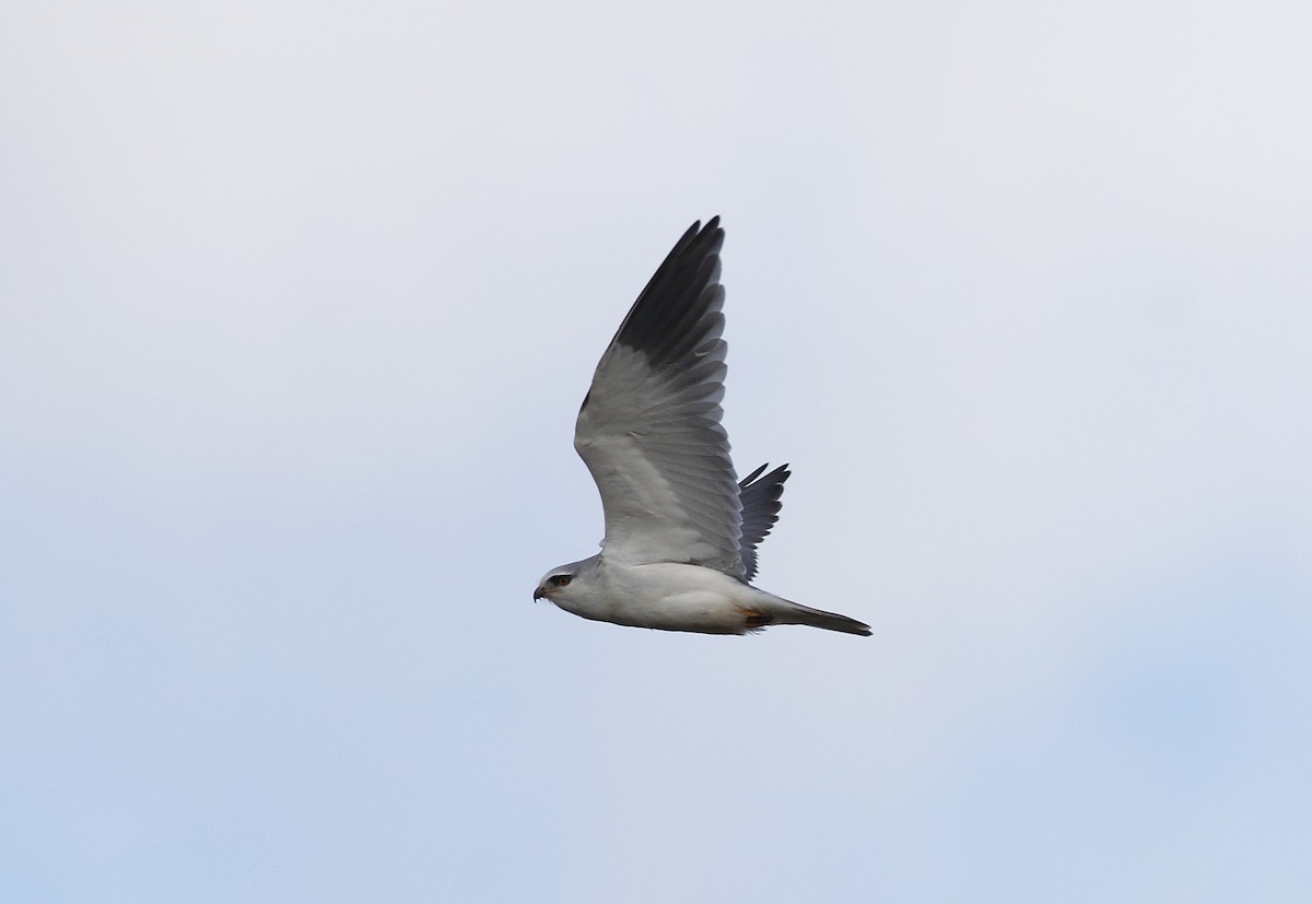 Black-winged Kite - ML645900573
