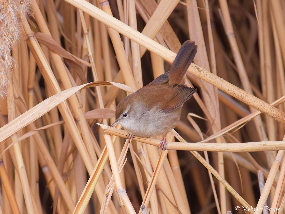 Cetti's Warbler - ML645900576