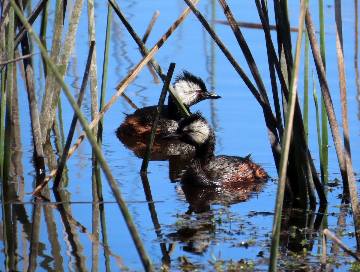 White-tufted Grebe - ML645900577