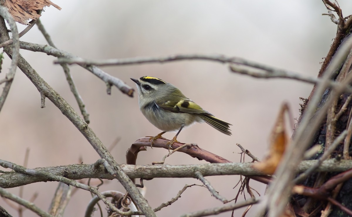 Golden-crowned Kinglet - ML645900579