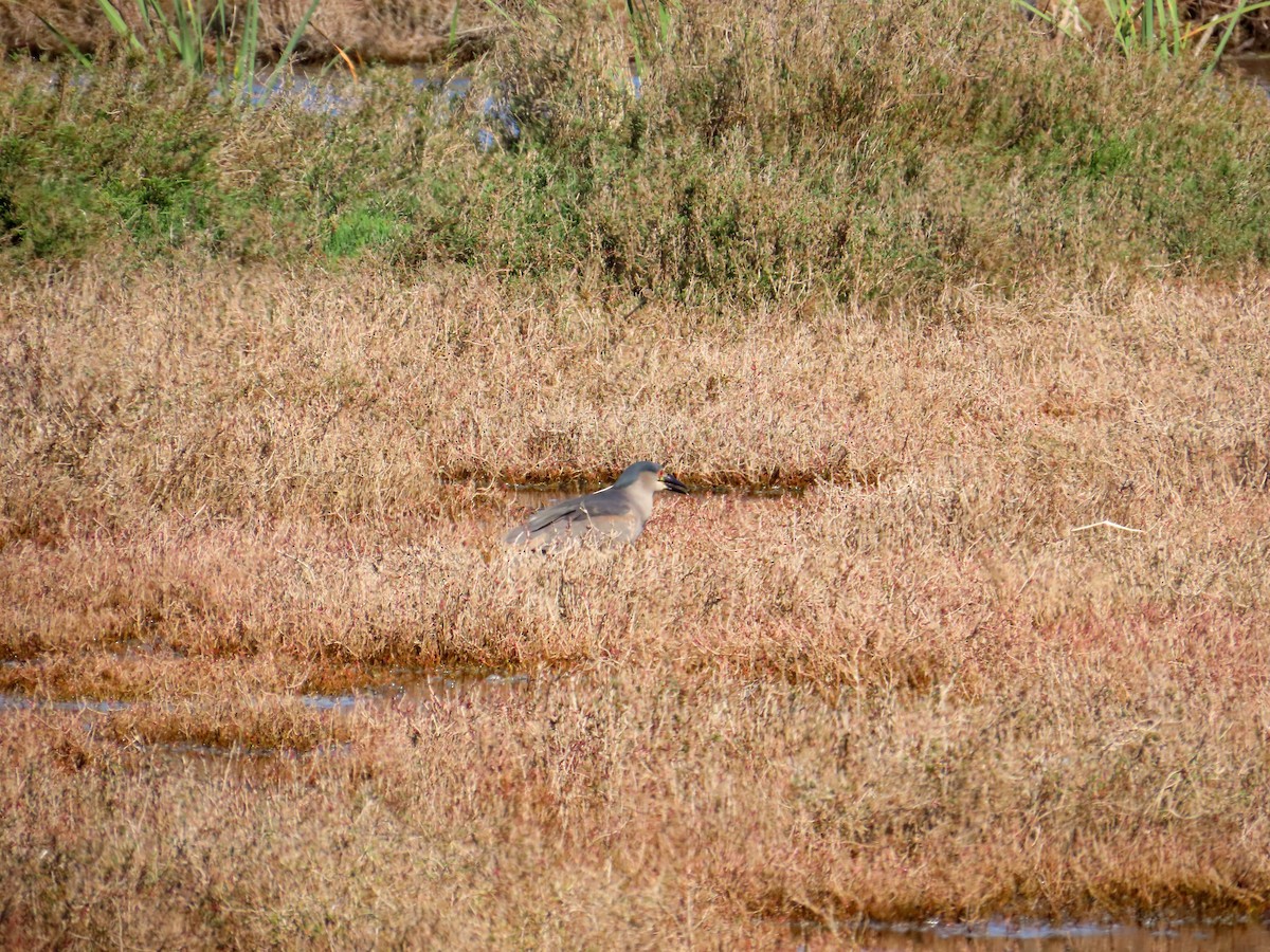 Black-crowned Night Heron - ML645900585