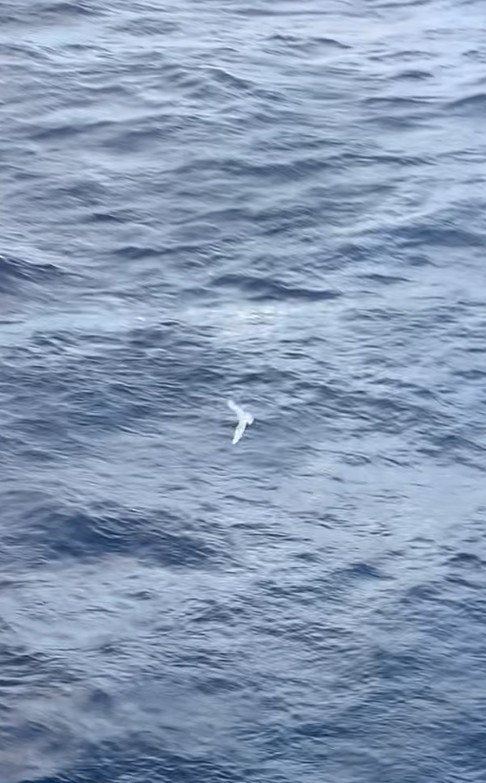 Gavión Hiperbóreo - ML645900587