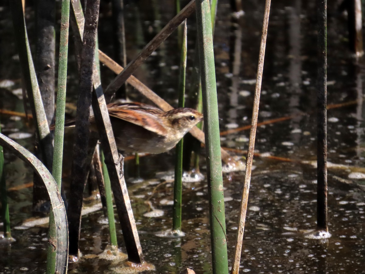 Junquero troglodyte - ML645900591