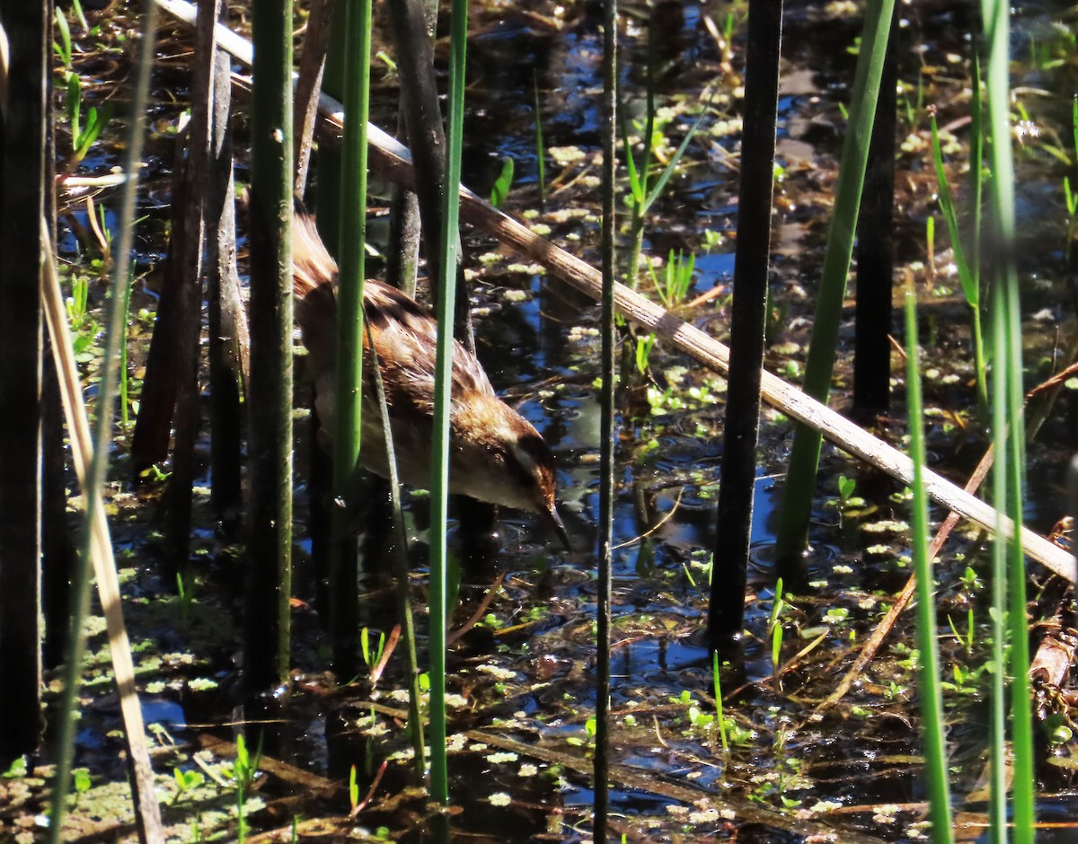 Junquero troglodyte - ML645900592