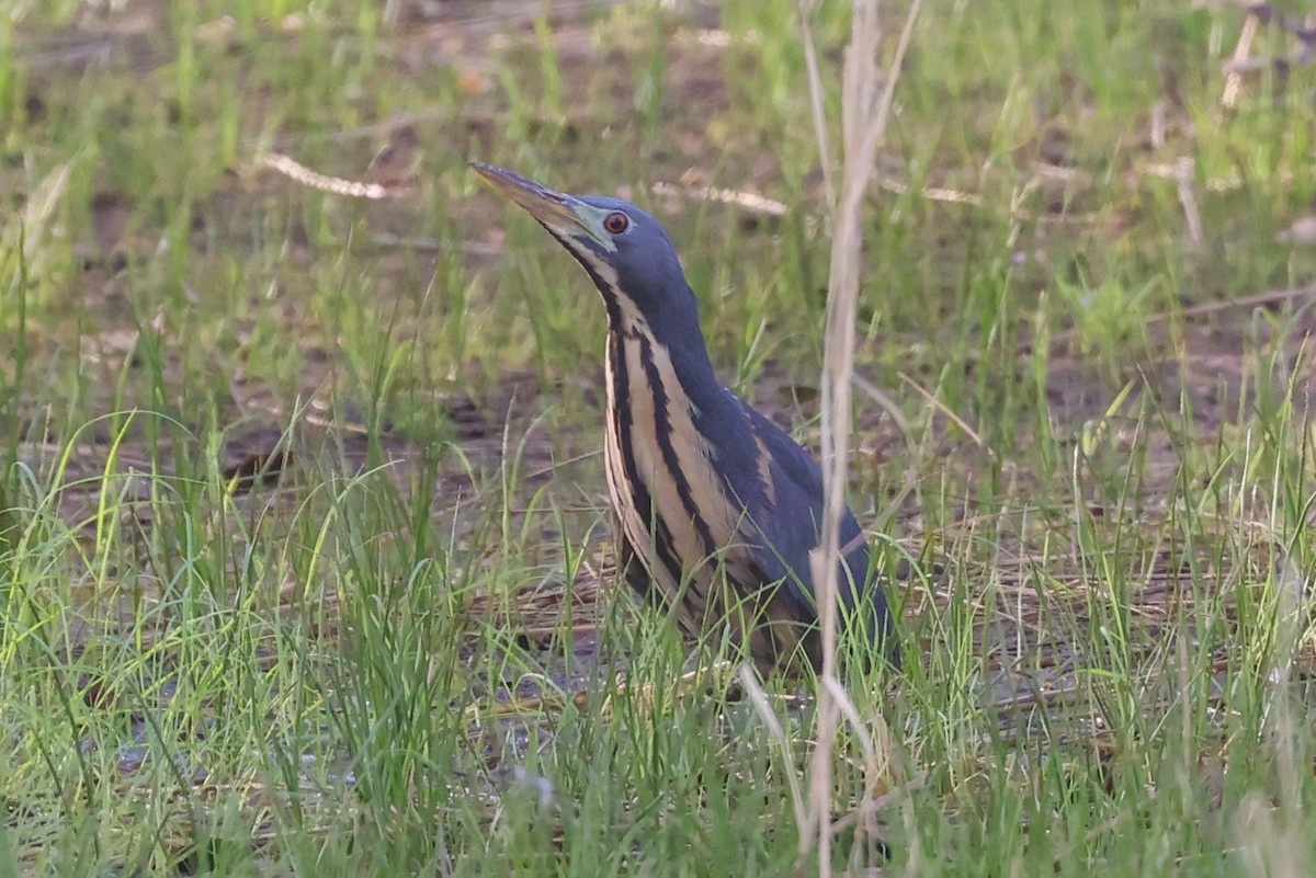 Kurşuni Küçük Balaban - ML645900594