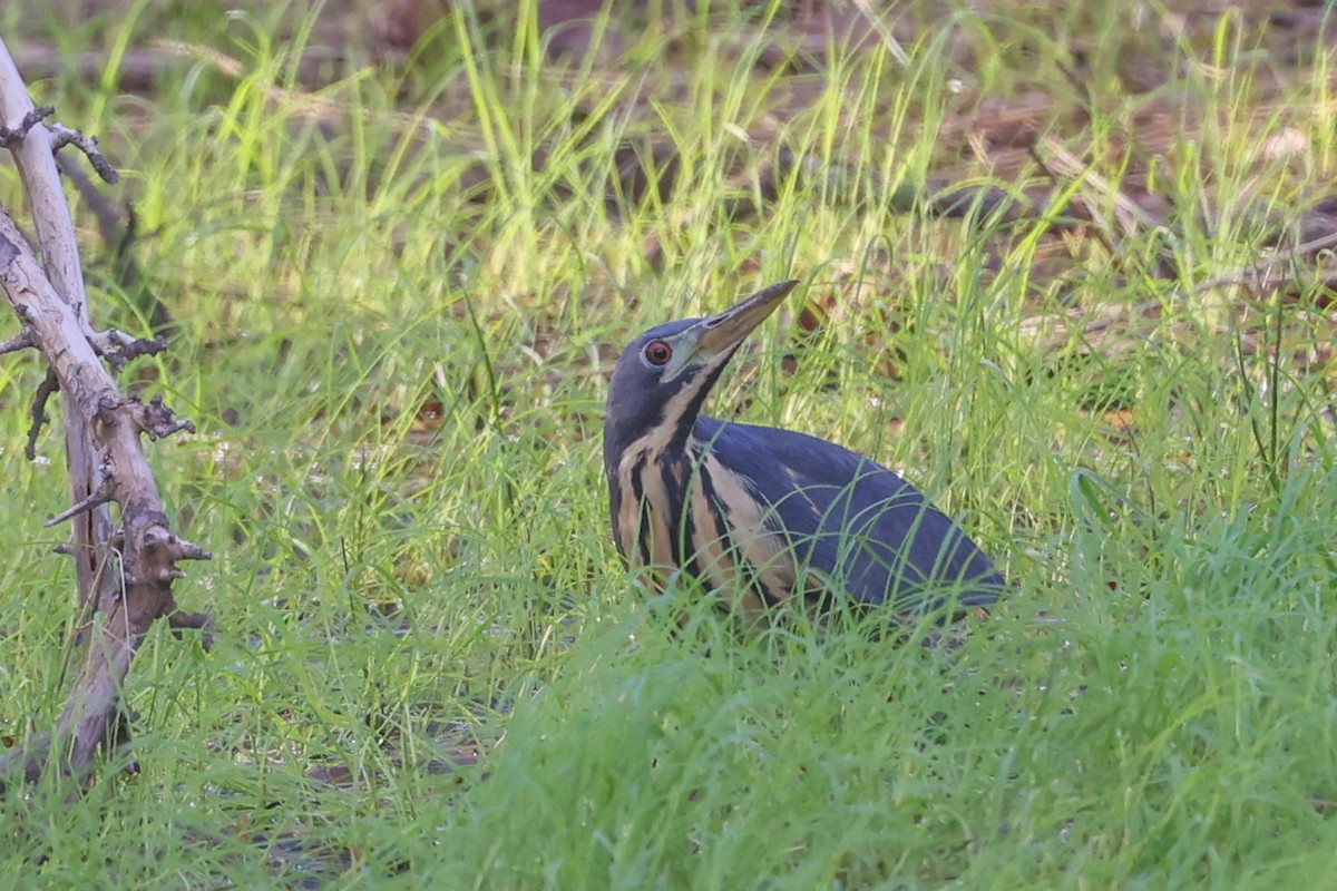 Kurşuni Küçük Balaban - ML645900595