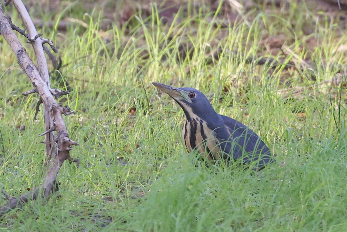 Avetorillo Plomizo - ML645900596