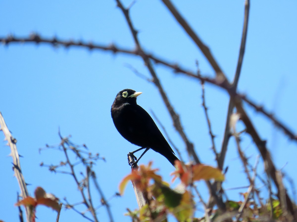 Spectacled Tyrant - ML645900605