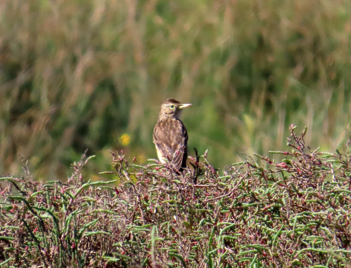 Spectacled Tyrant - ML645900606