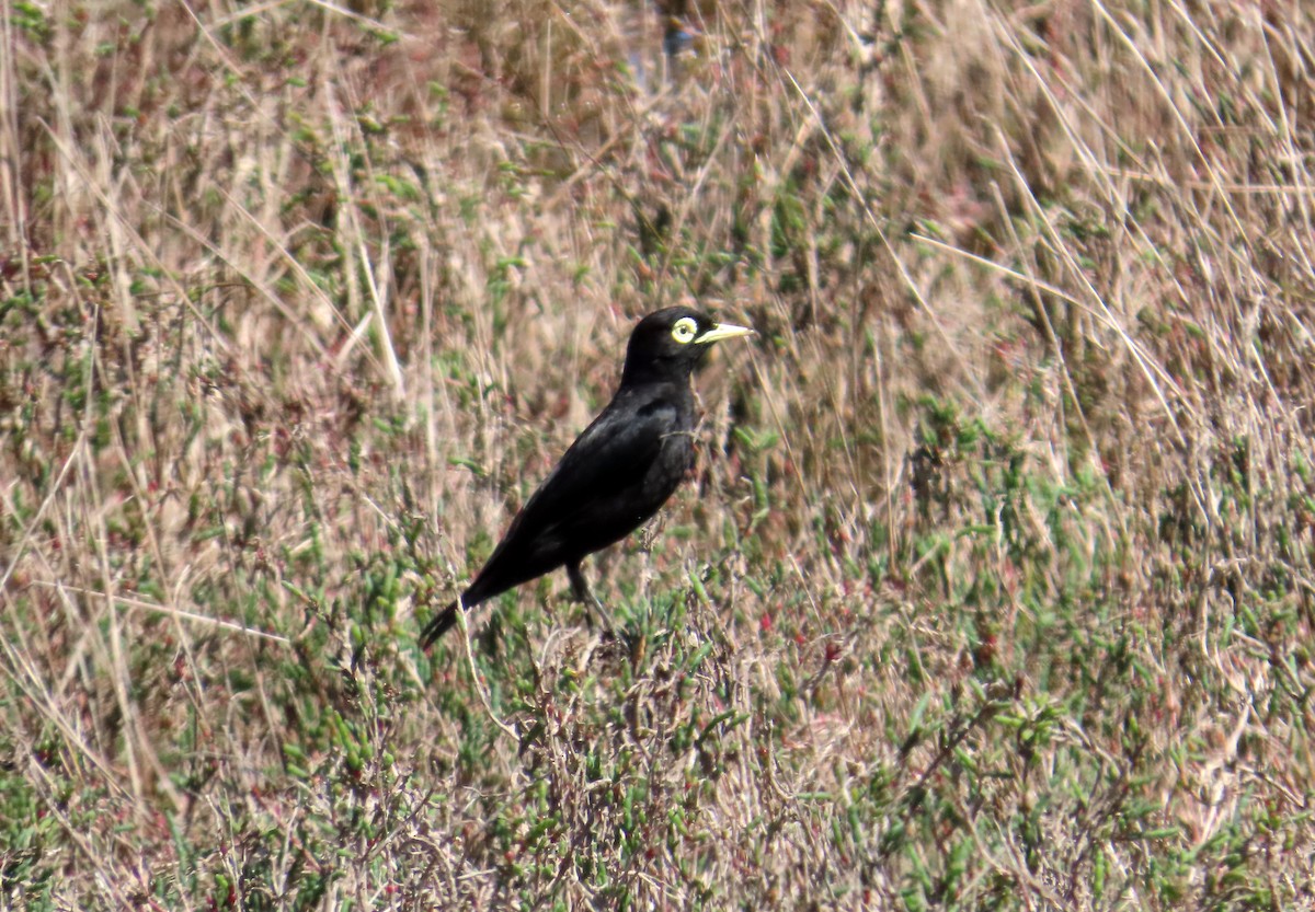 Spectacled Tyrant - ML645900607