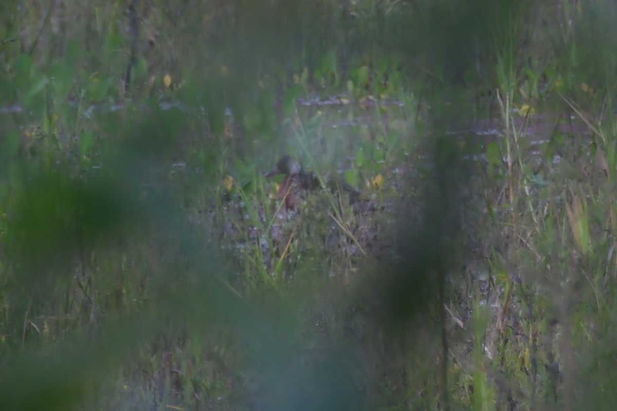 Brazilian Teal - ML645900610