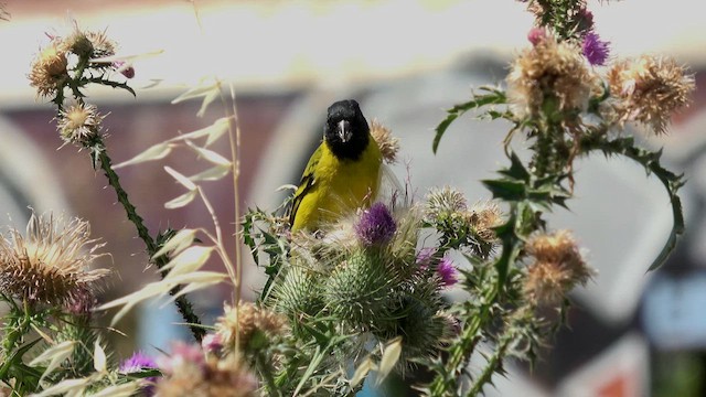 Hooded Siskin - ML645900611