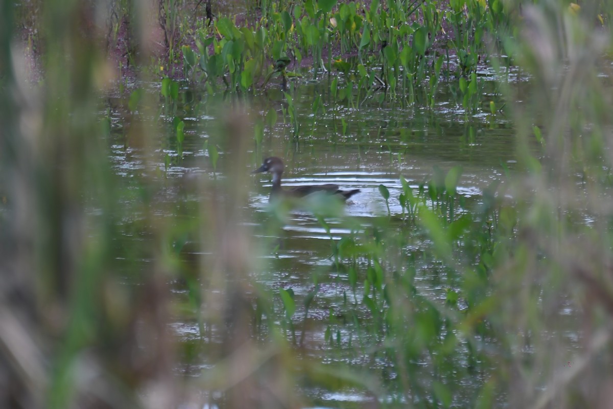 Brazilian Teal - ML645900616