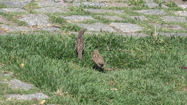 Passera oltremontana - ML645900626