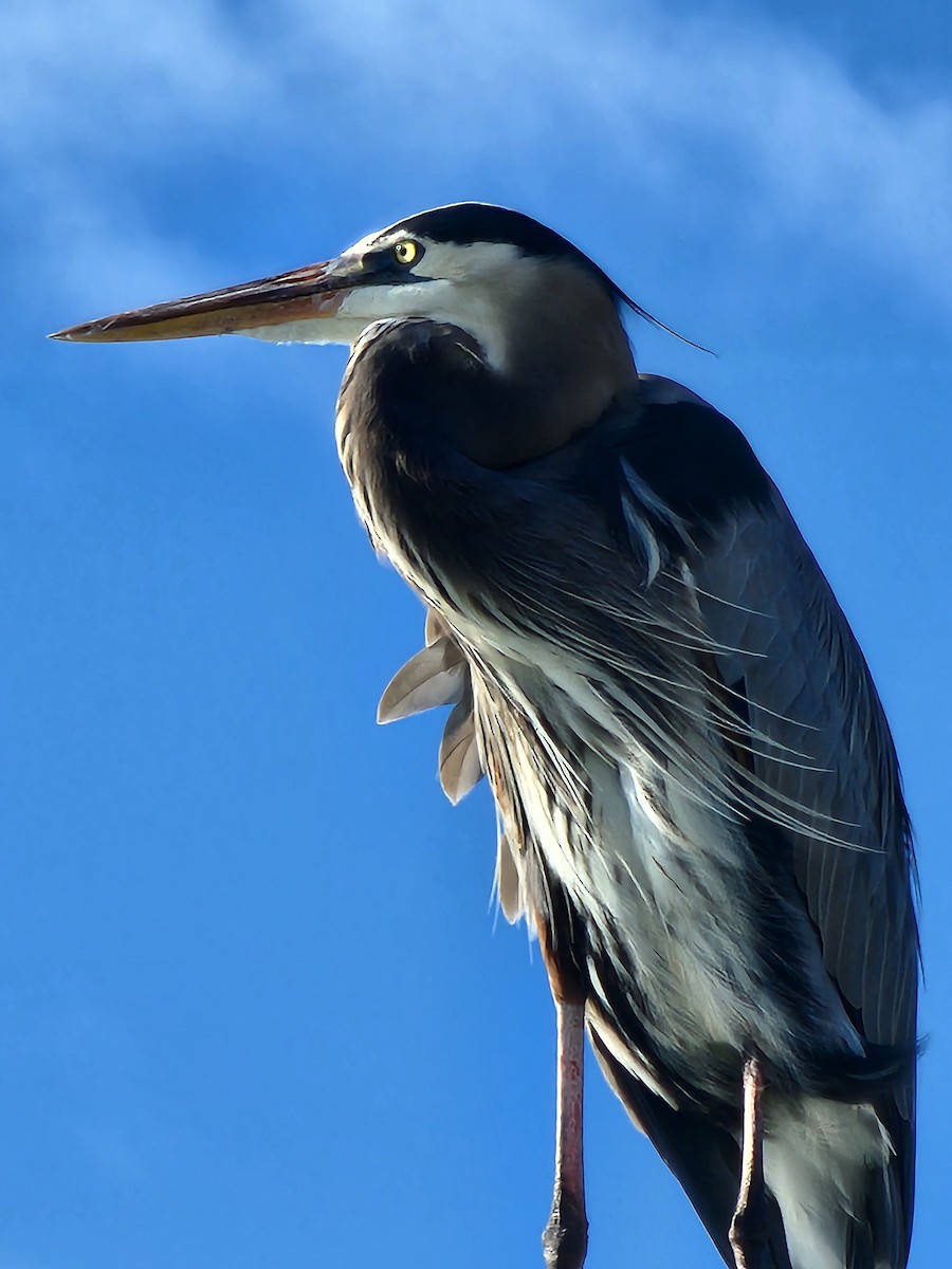 Great Blue Heron - ML645900627