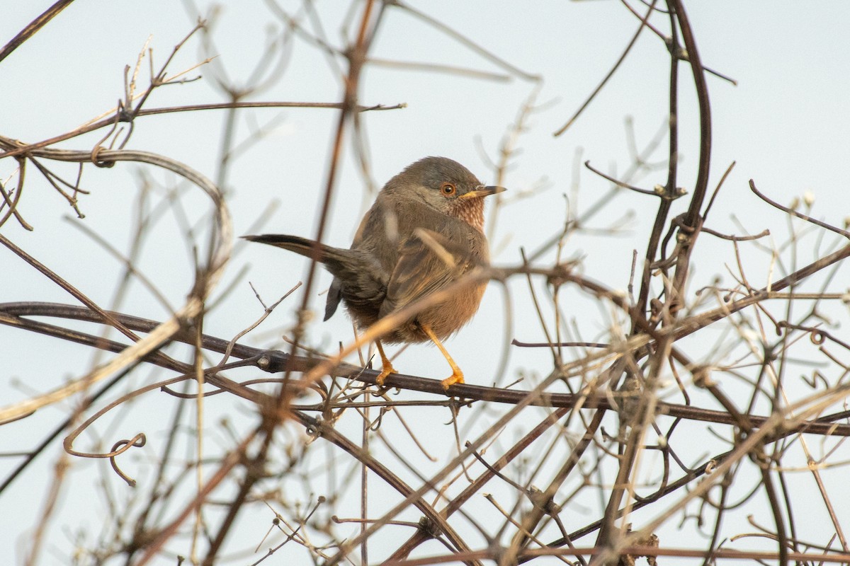 Magnanina comune - ML645900629