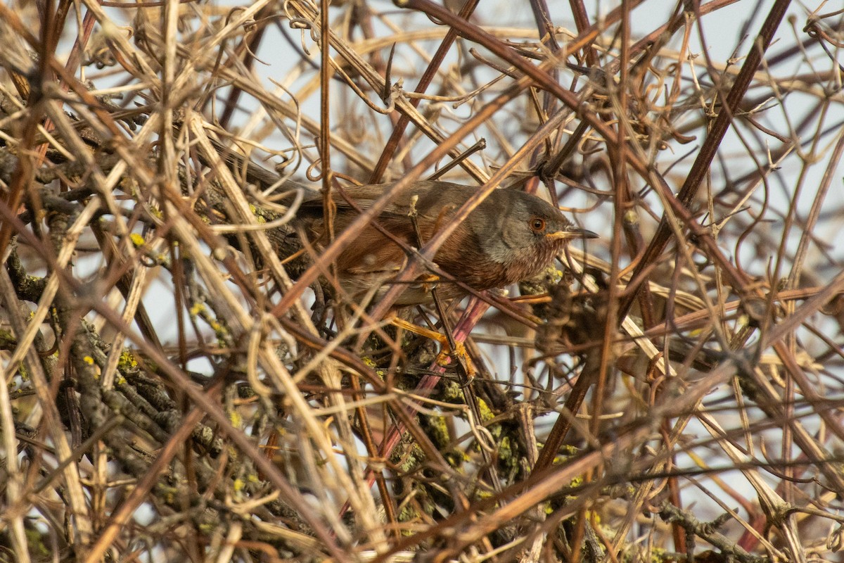 Magnanina comune - ML645900630