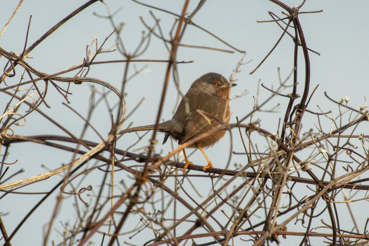 Magnanina comune - ML645900631