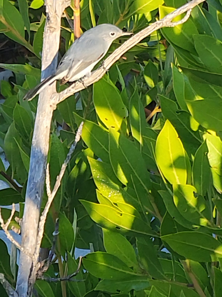 Blue-gray Gnatcatcher - ML645900656