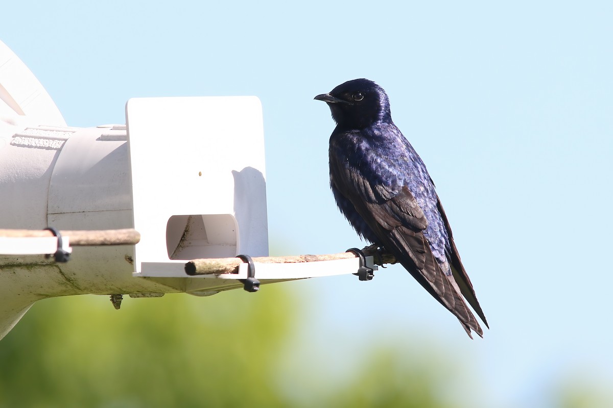 Purple Martin - ML645900657