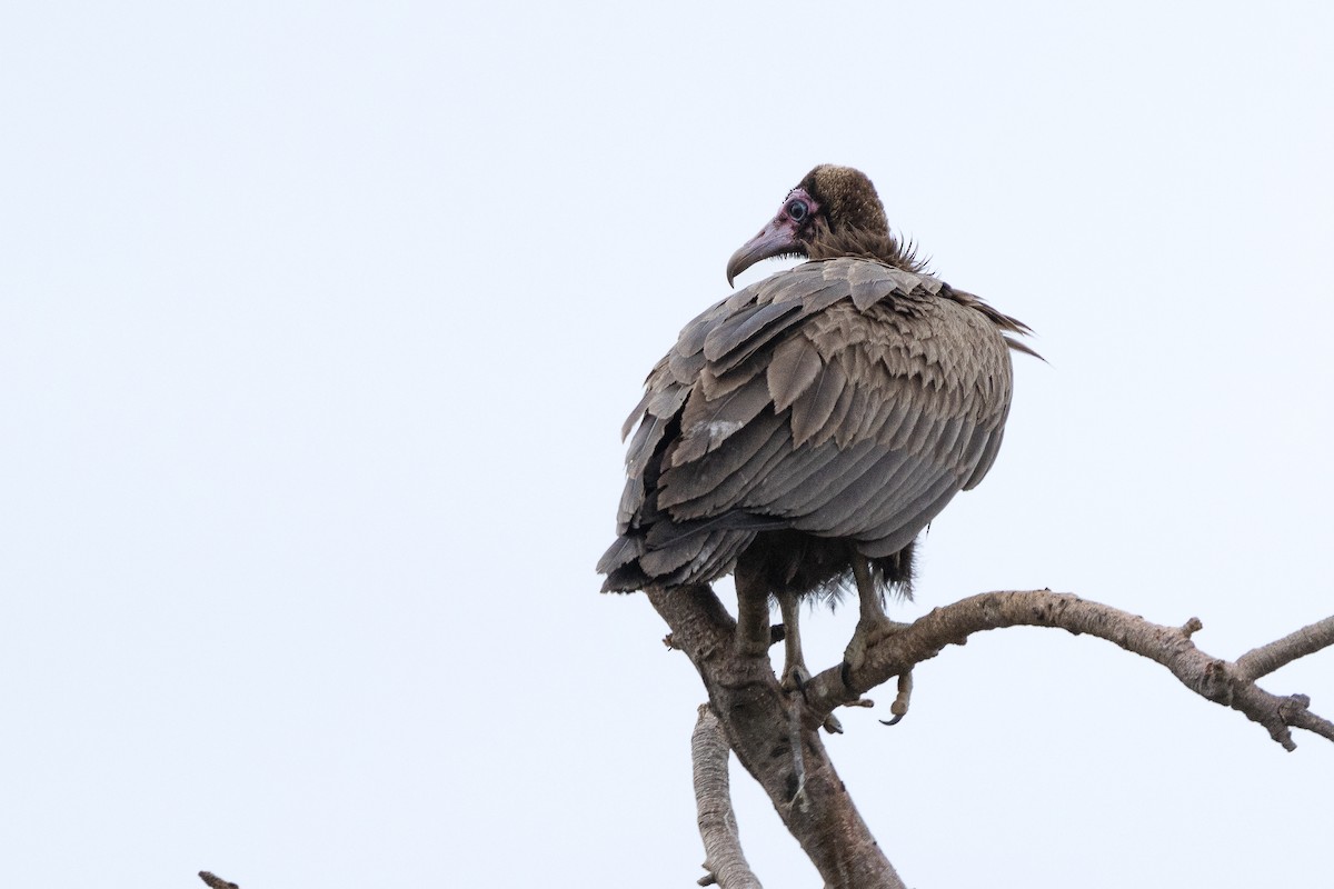 Alimoche Sombrío - ML645900659