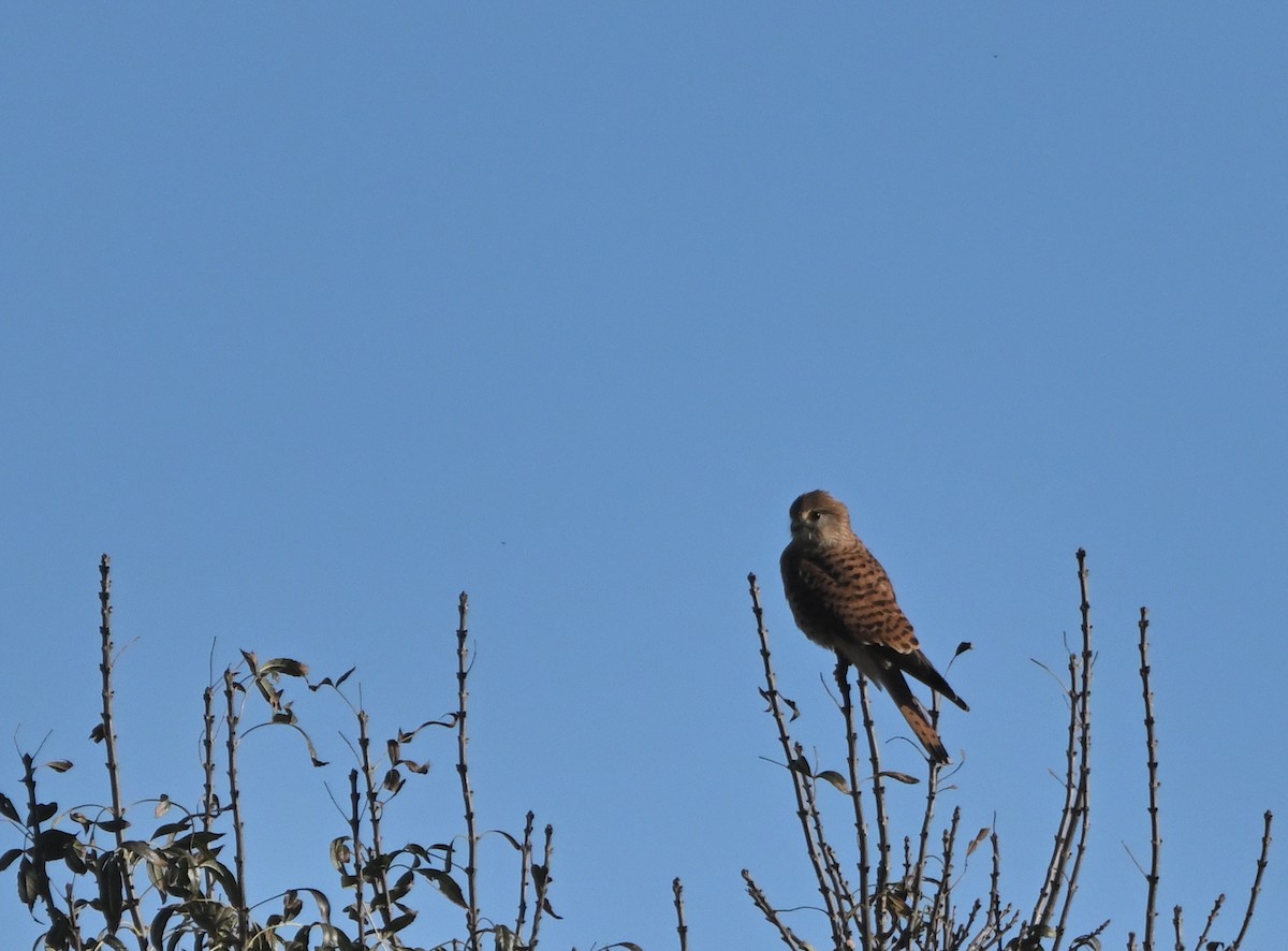 Cernícalo Vulgar - ML645900660