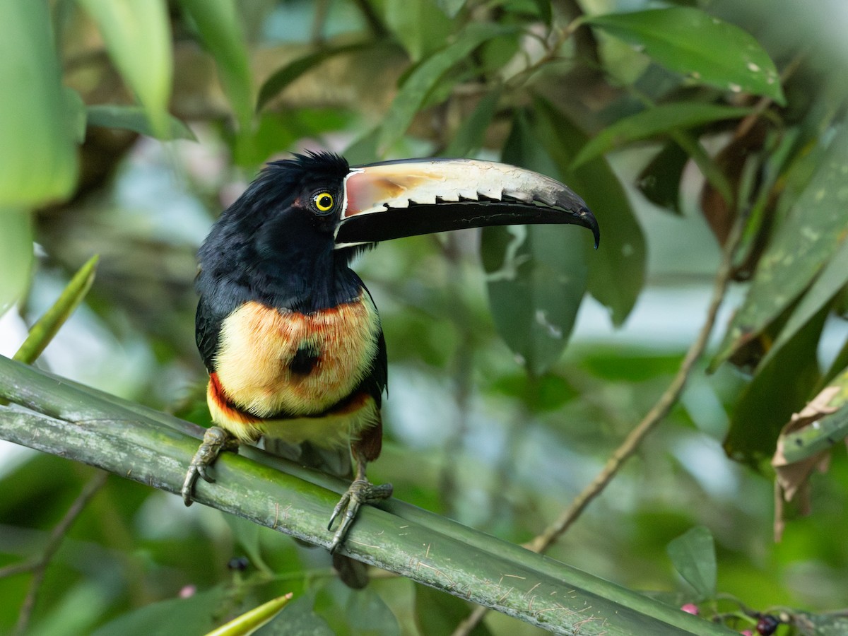 Arasarí Acollarado - ML645900663