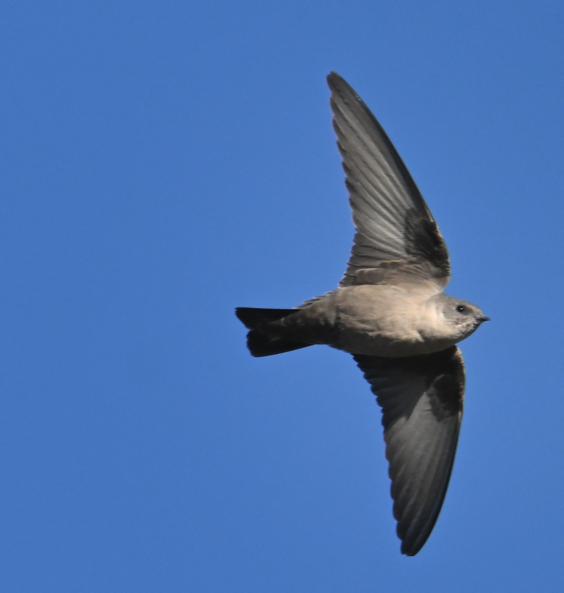 Avión Roquero - ML645900664