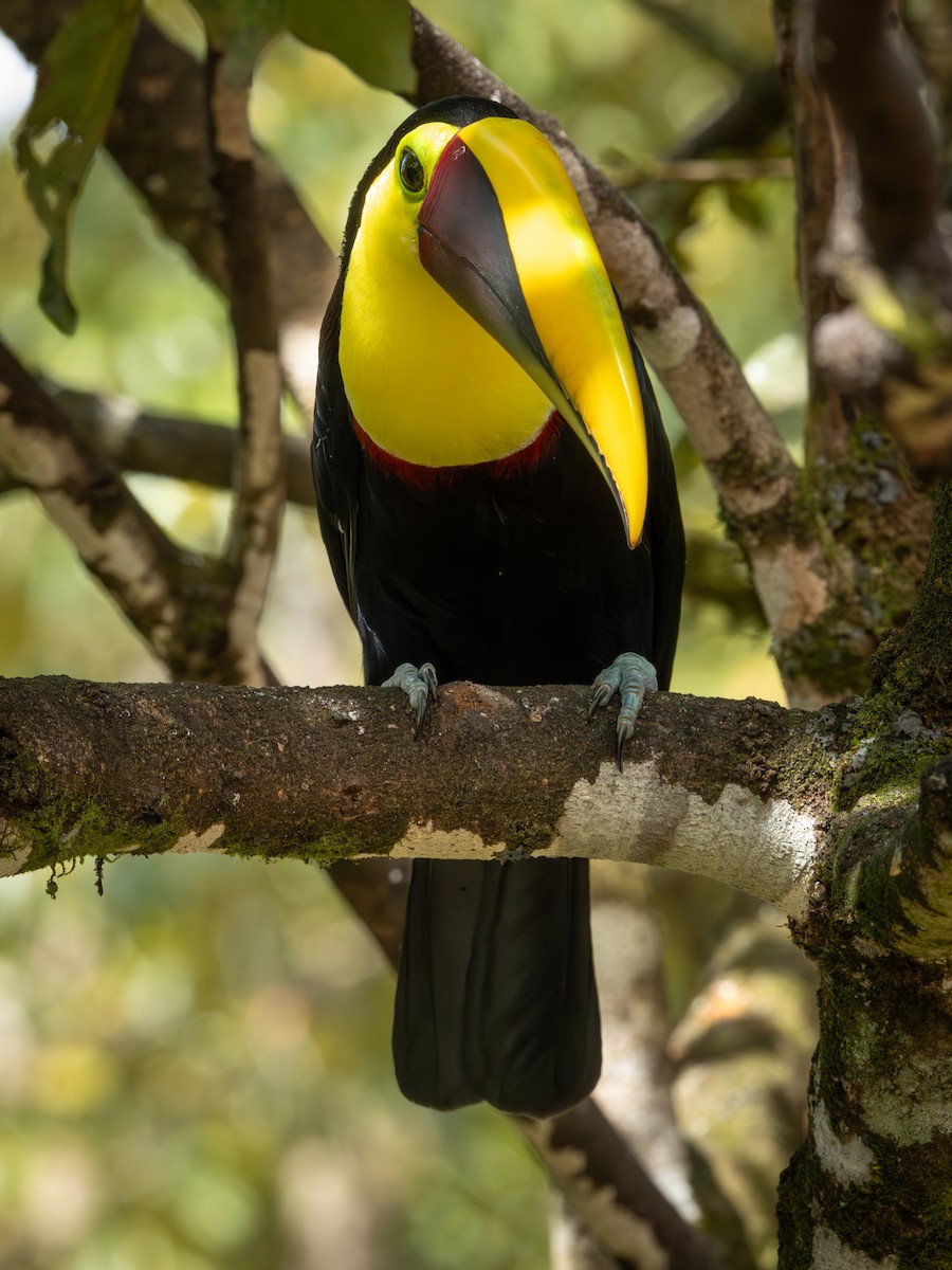 Tucán Pechigualdo - ML645900668