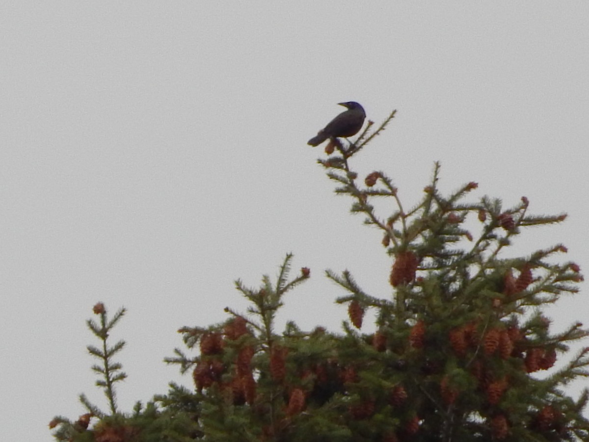 Zanate Común - ML645900669