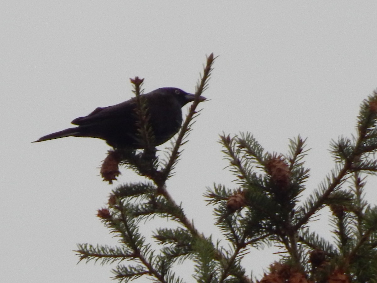 Zanate Común - ML645900670