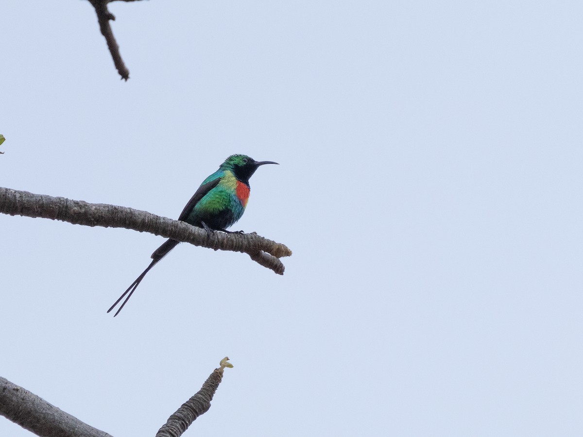 Suimanga Colilargo Sudanés - ML645900671