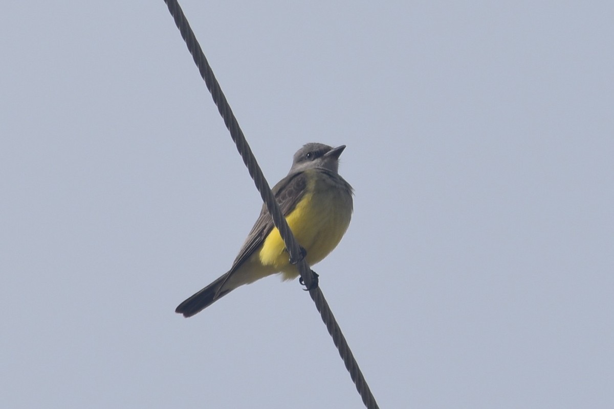 Tirano Occidental - ML645900677