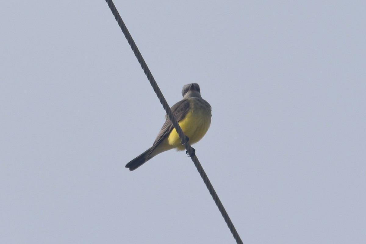 Tirano Occidental - ML645900678