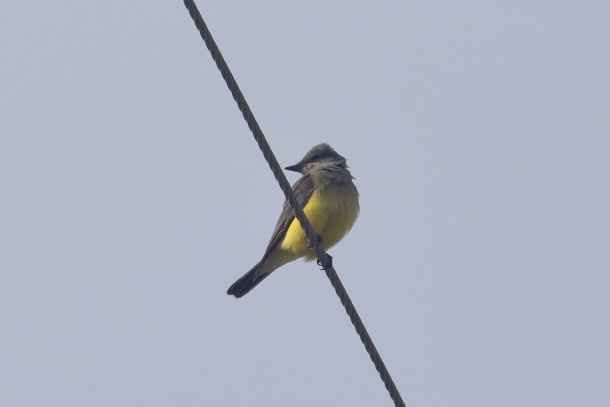 Tirano Occidental - ML645900679