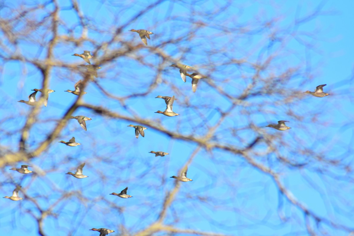 Cerceta Común - ML645900681