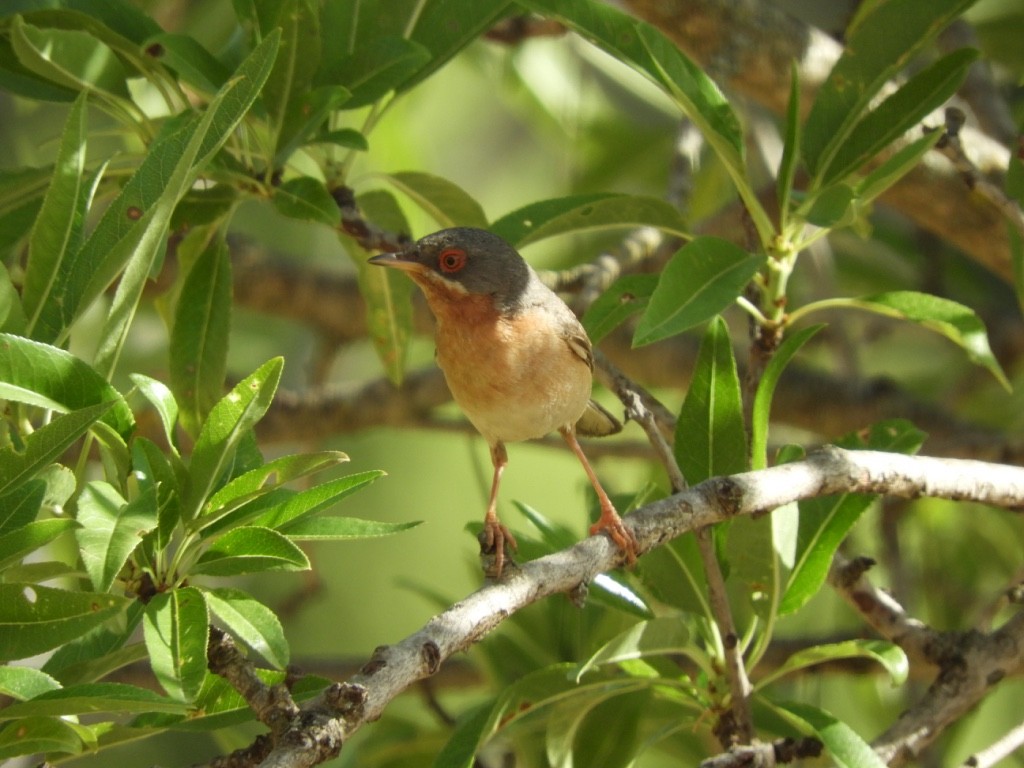 Curruca Carrasqueña Occidental - ML645900683