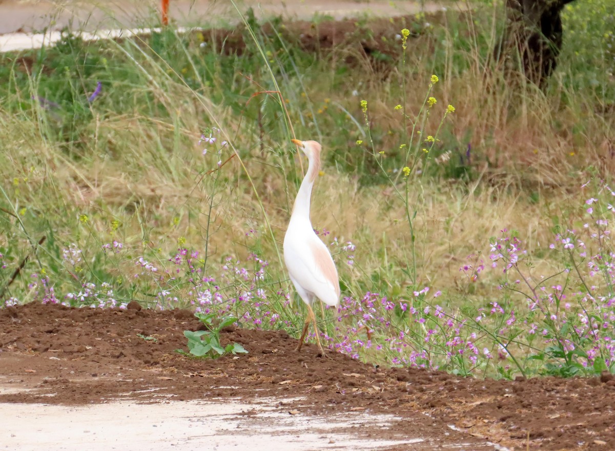 Garcilla Bueyera Occidental - ML645900684