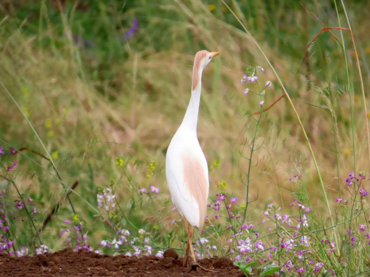 Garcilla Bueyera Occidental - ML645900685